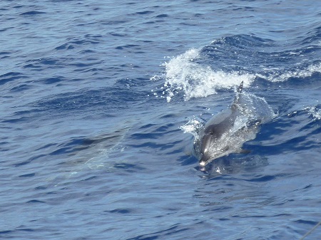 delfini2