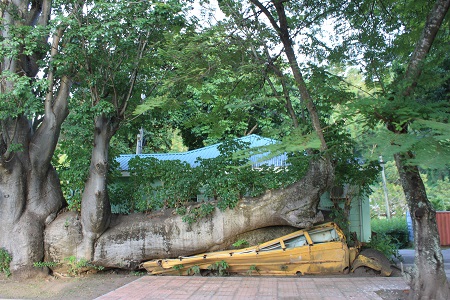Botanical Garden - school bus after the hurricane