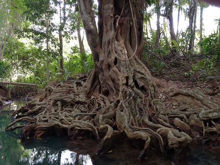 Amazing roots - Indian River