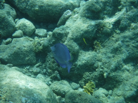 Underwater in the Baie du Colombier