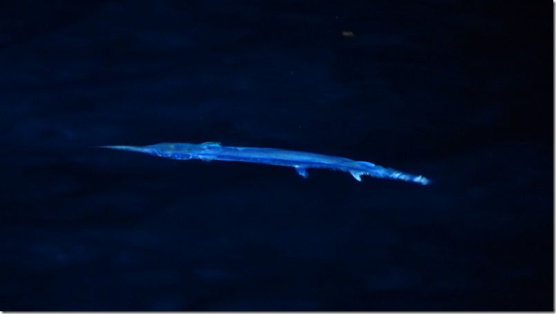 Dec 9th - Trumpet fish at Islas Secas